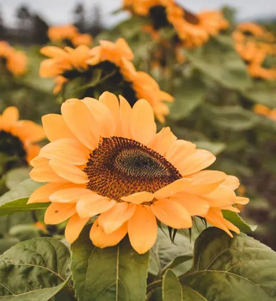 捷賽分享｜“以糧為綱”→糧經飼統籌